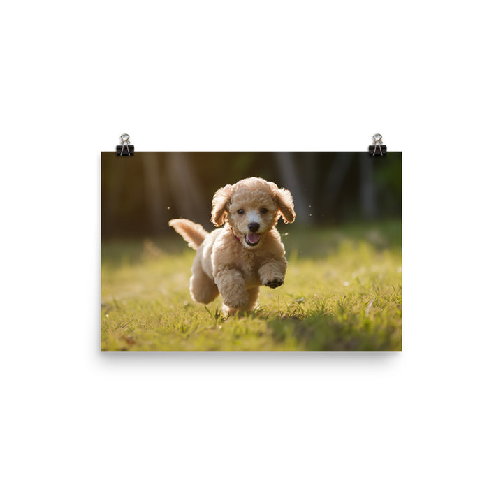 Playful Poodle Pup photo paper poster - Posterfy.AI