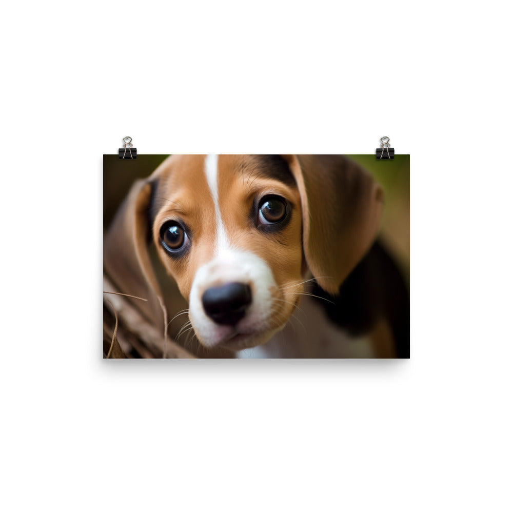 The curious eyes of a Beagle pup photo paper poster - Posterfy.AI