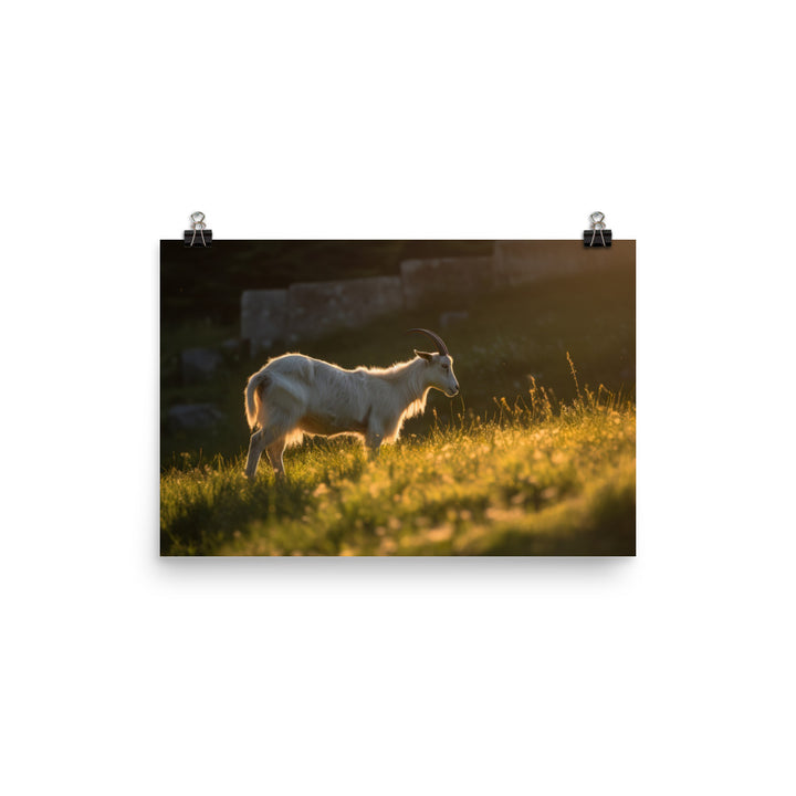 Saanen goat basking photo paper poster - Posterfy.AI