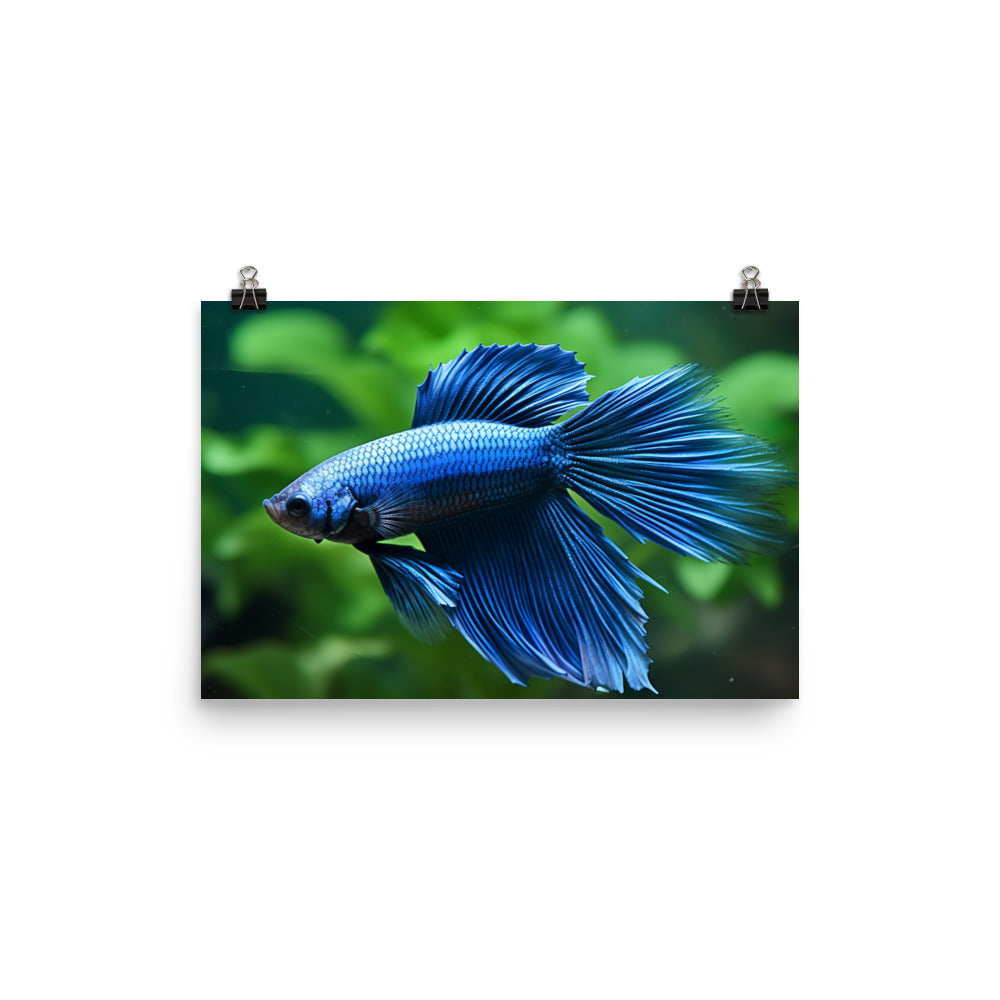 Magnificent Blue Betta Fish Photo paper poster - Posterfy.AI