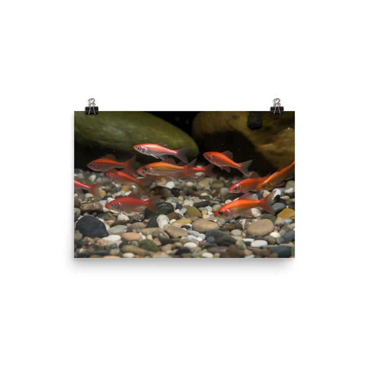 School of Cherry Barb Fish in Natural Habitat Photo paper poster - Posterfy.AI