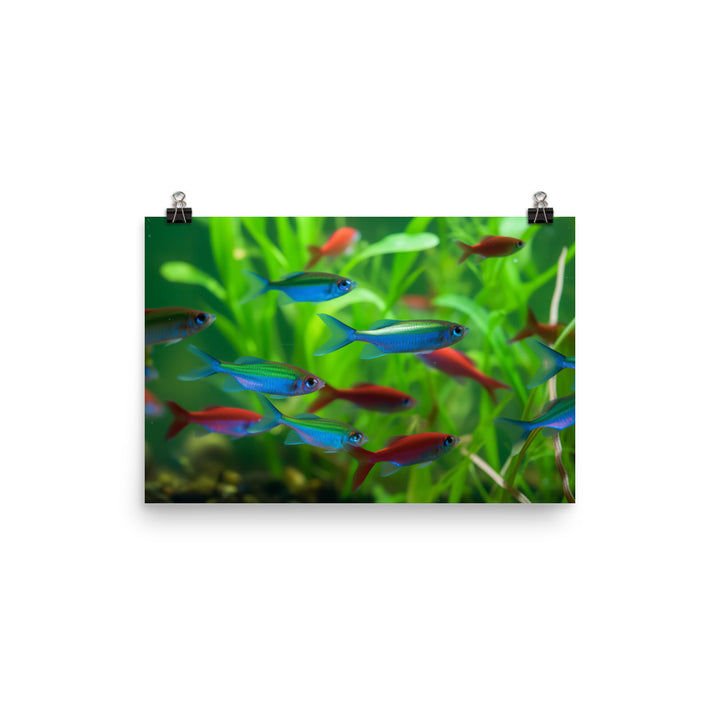 Neon Tetras in Their Natural Habitat Photo paper poster - Posterfy.AI