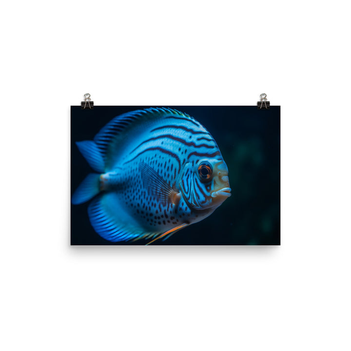 Captivating Discus Fish with a Striking Blue Hue Photo paper poster - Posterfy.AI