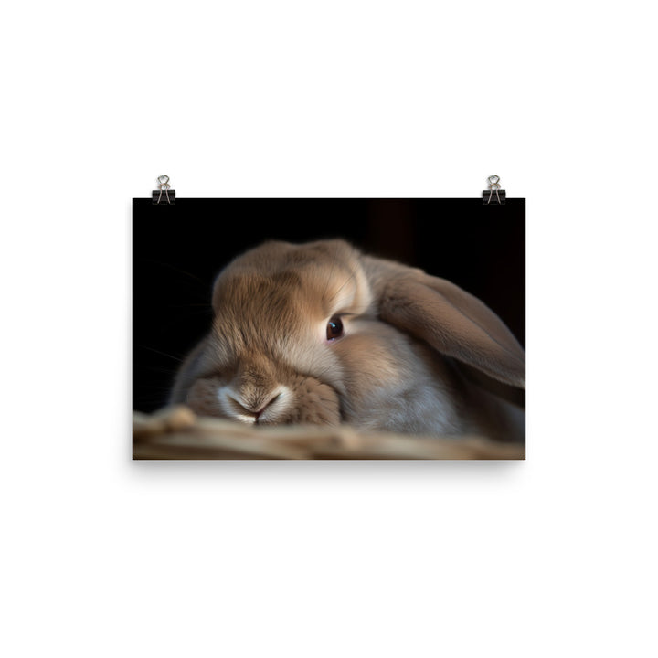 Holland Lop - Sleepy bunny taking a nap in a cozy spot photo paper poster - Posterfy.AI