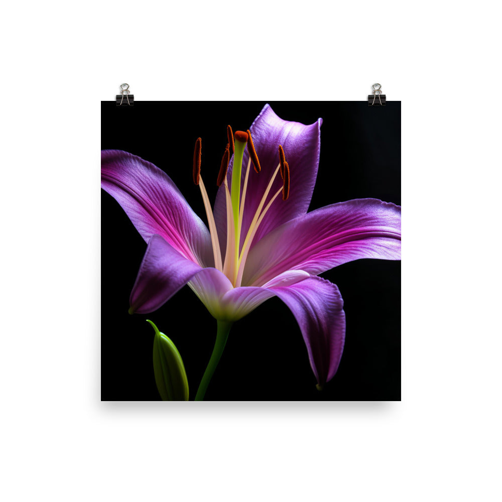 Purple Lily at Dawn photo paper poster - Posterfy.AI