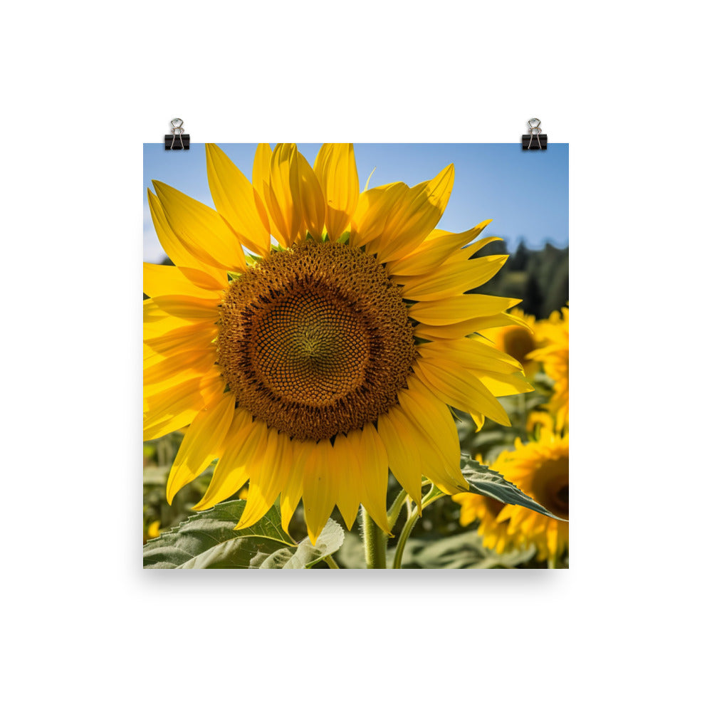 Sunflowers in the Sun photo paper poster - Posterfy.AI