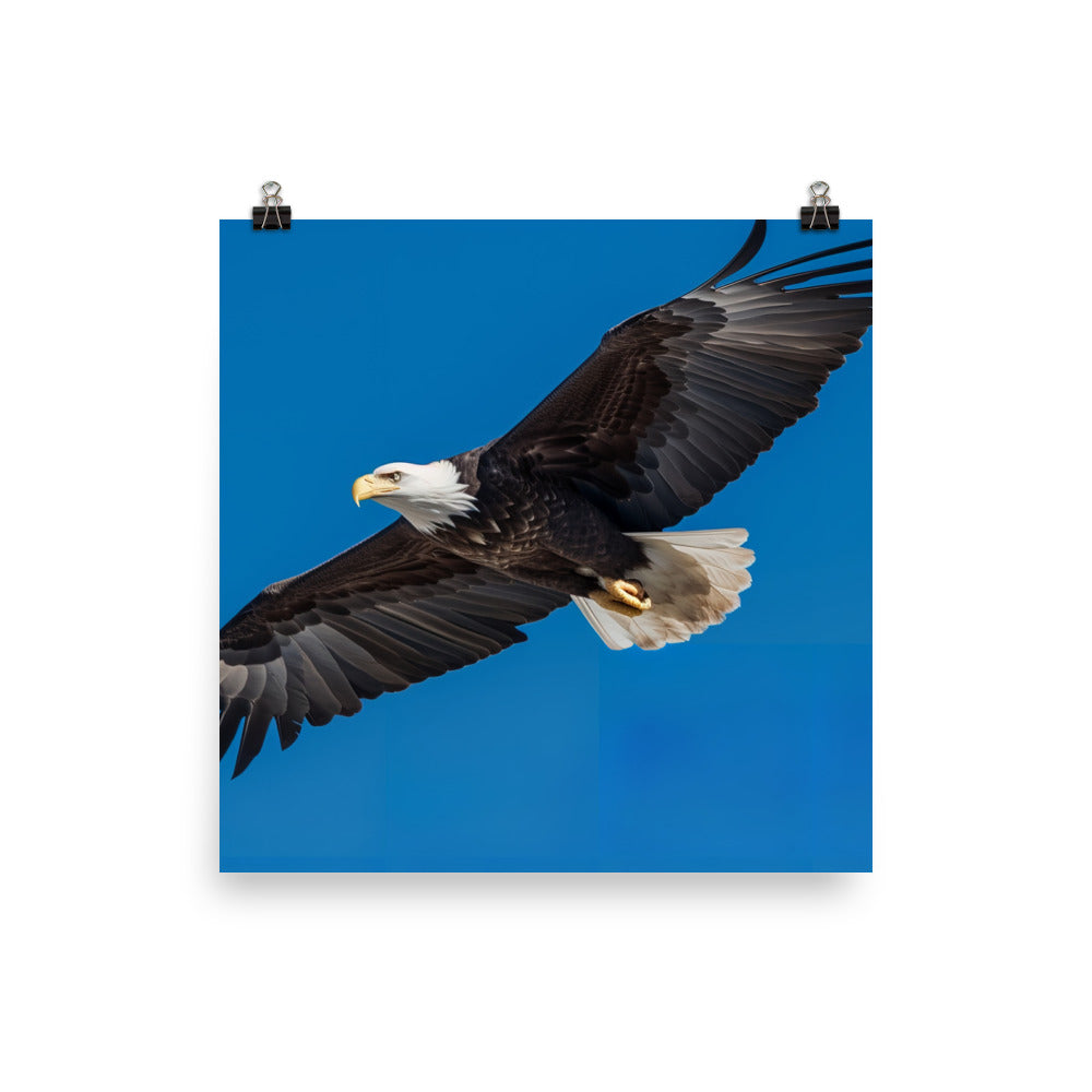 Beautiful Bald Eagle in Flight Against the Blue Sky photo paper poster - Posterfy.AI