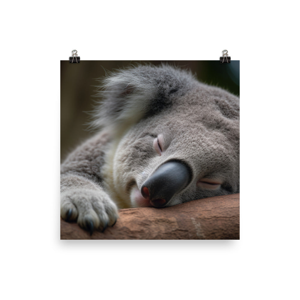 Sleepy Koala Snuggled Up in a Tree photo paper poster - Posterfy.AI