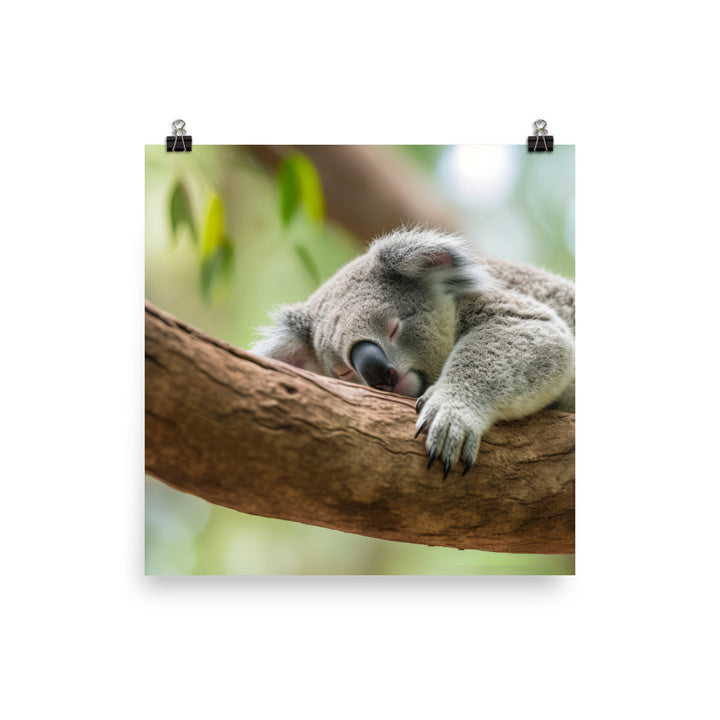 Koala Taking a Nap on a Tree Branch photo paper poster - Posterfy.AI