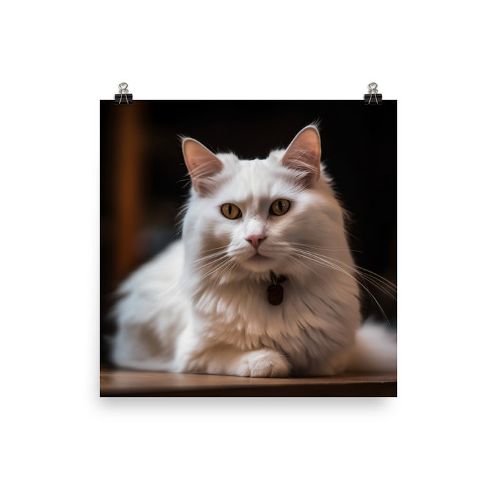 Elegant Turkish Angora posing for the camera photo paper poster - Posterfy.AI