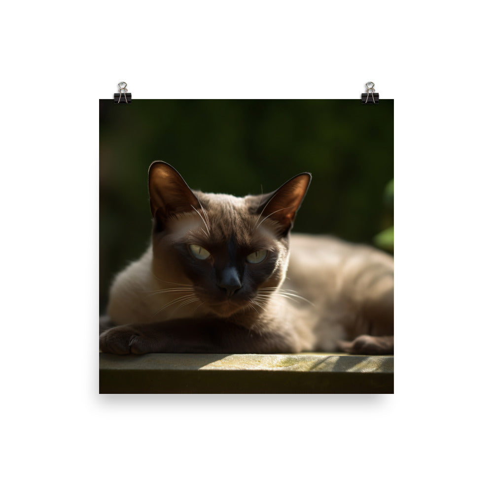 Burmese Relaxing in the Garden photo paper poster - Posterfy.AI