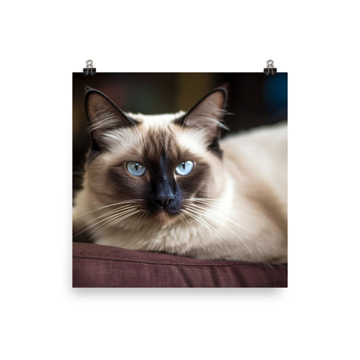 Gorgeous Balinese Cat Relaxing on the Couch photo paper poster - Posterfy.AI