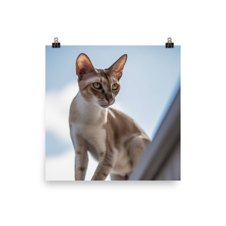 Adventurous Oriental Shorthair Climbing photo paper poster - Posterfy.AI