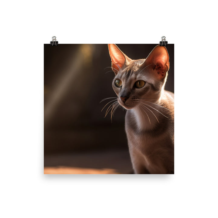 Curious Oriental Shorthair in Sunlight photo paper poster - Posterfy.AI