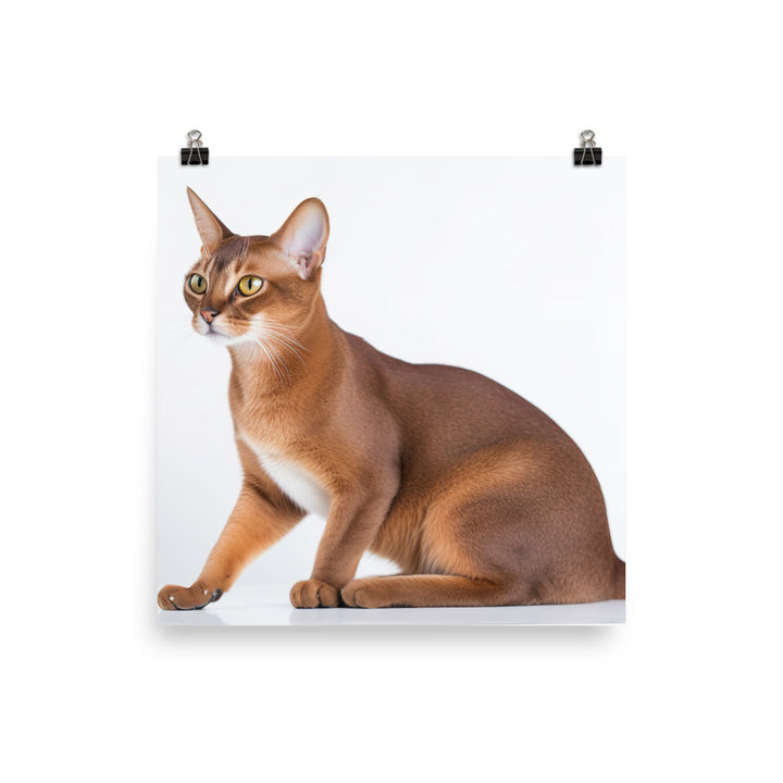 Elegant Abyssinian on a white background photo paper poster - Posterfy.AI