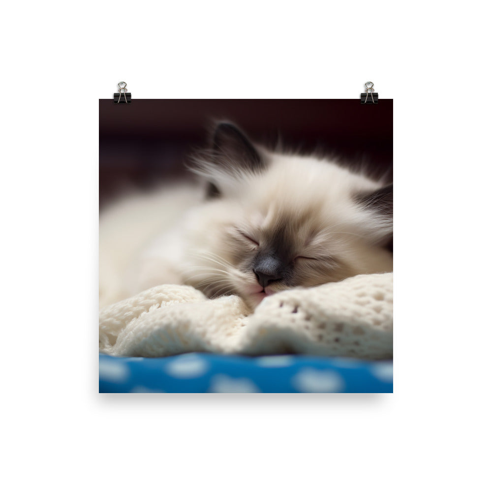 Ragdoll Kitten Napping in Cozy Blanket photo paper poster - Posterfy.AI