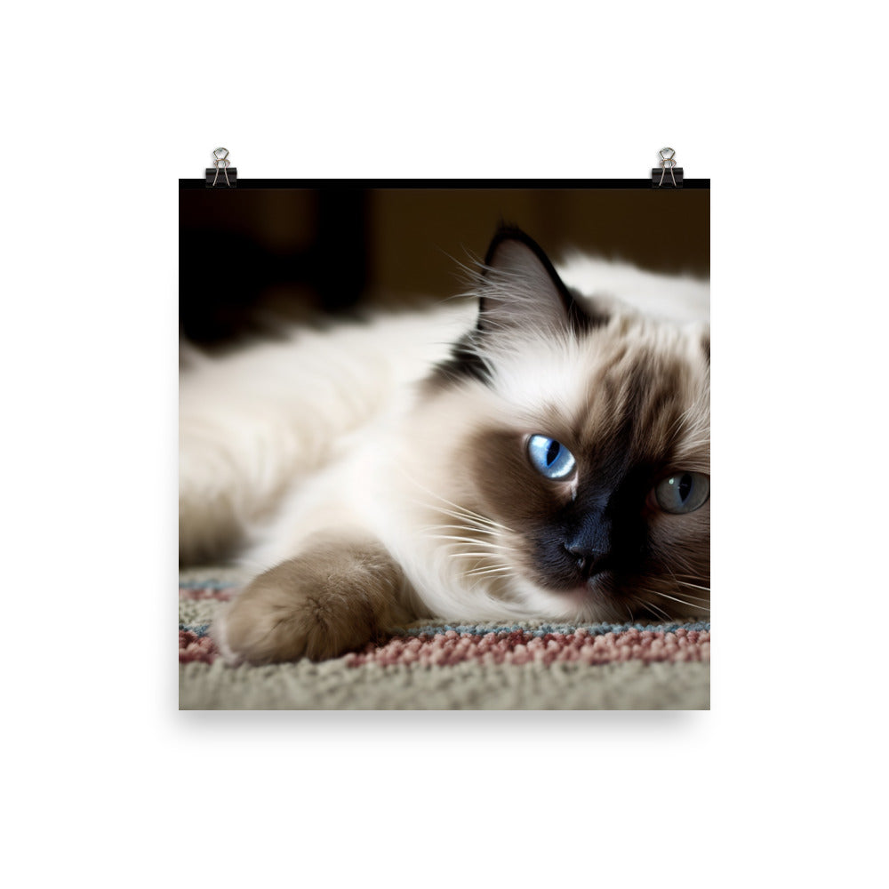 Fluffy Ragdoll Lounging on Plush Rug photo paper poster - Posterfy.AI