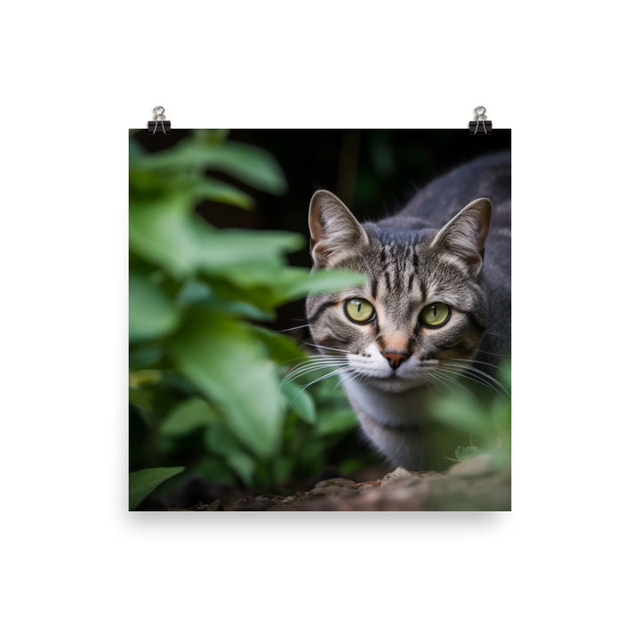 Curious American Shorthair exploring the garden photo paper poster - Posterfy.AI