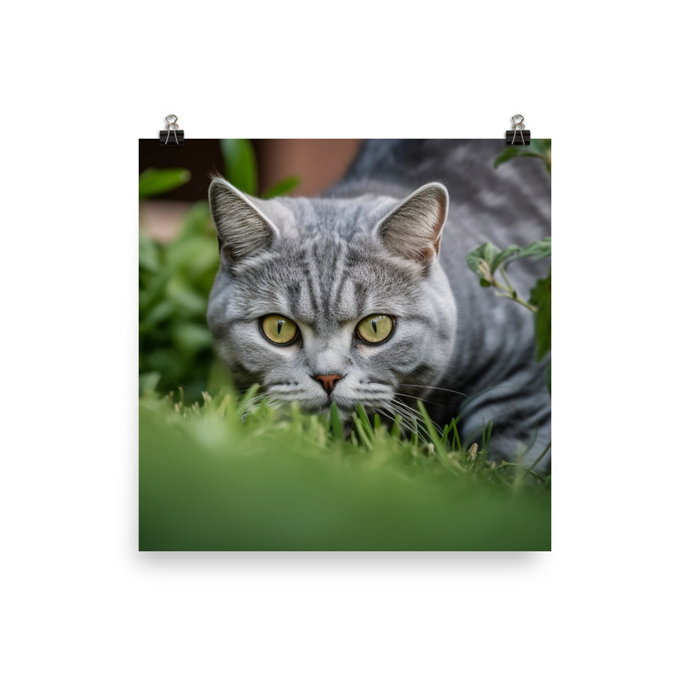 Curious American Shorthair exploring the garden photo paper poster - Posterfy.AI