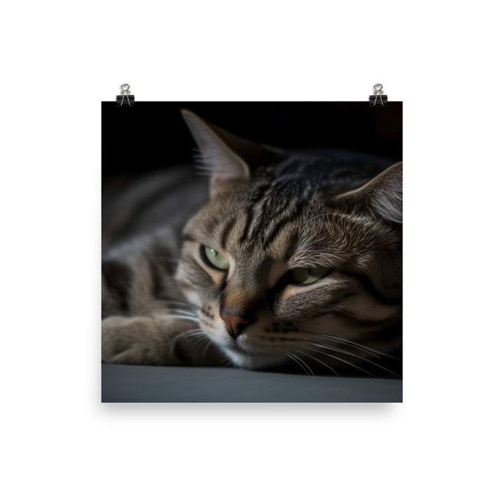 Cuddly American Shorthair enjoying lap time photo paper poster - Posterfy.AI