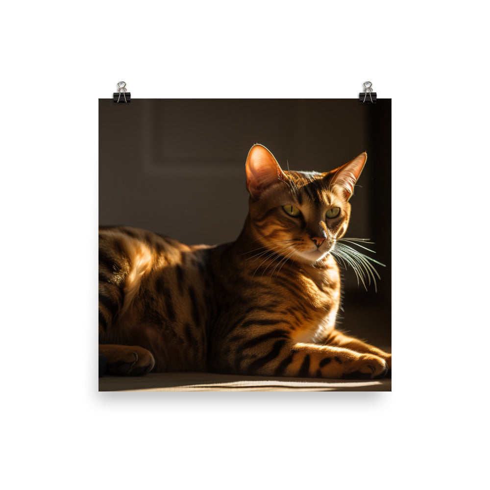 Majestic Bengal Cat Lounging in Sunbeam photo paper poster - Posterfy.AI