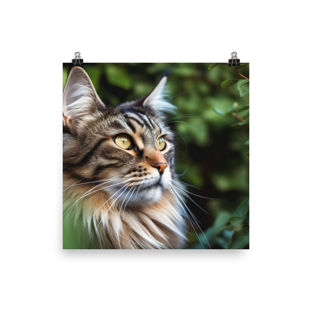 Maine Coon with a candid shot photo paper poster - Posterfy.AI