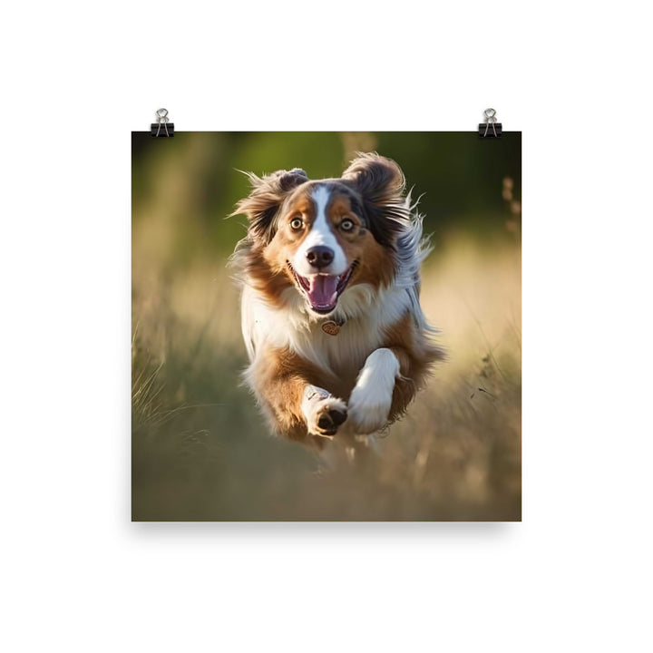 Graceful and loyal: Australian Shepherd photo paper poster - Posterfy.AI