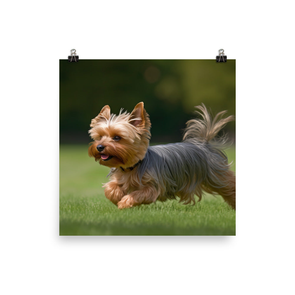 Yorkshire Terrier on the Go photo paper poster - Posterfy.AI