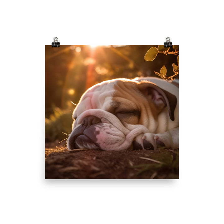 Cute Bulldog in the Sun photo paper poster - Posterfy.AI