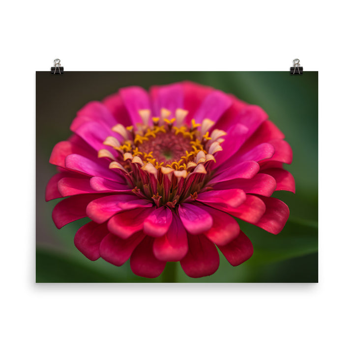 Vibrant Zinnias in Full Bloom photo paper poster - Posterfy.AI