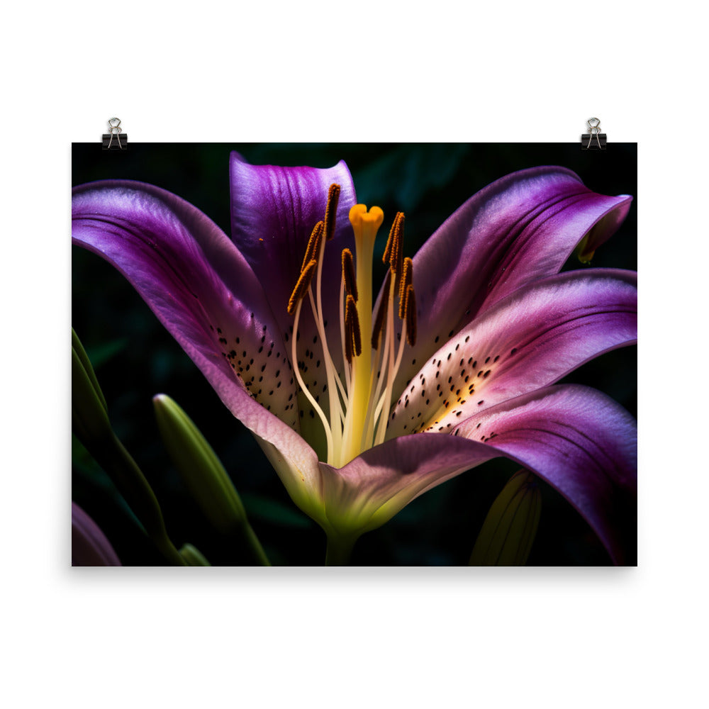 Purple Lily at Dawn photo paper poster - Posterfy.AI