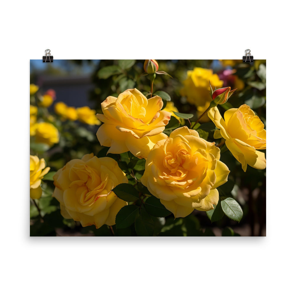 Sunny Yellow Roses photo paper poster - Posterfy.AI