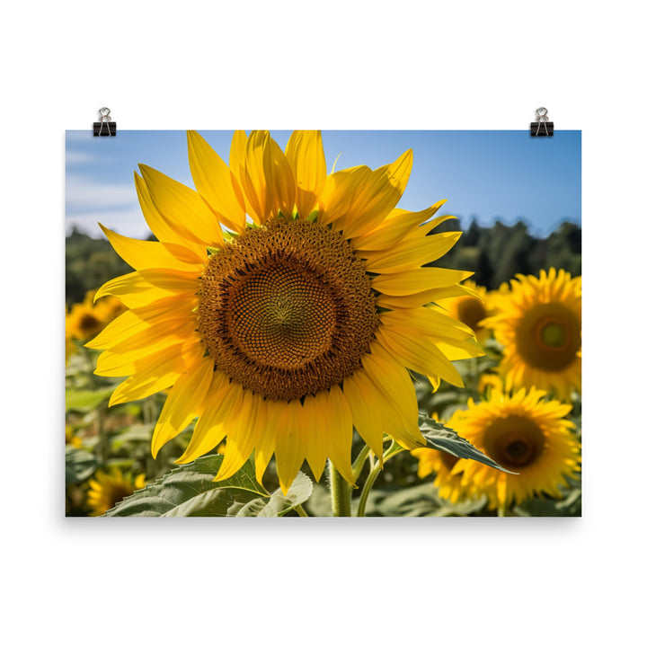 Sunflowers in the Sun photo paper poster - Posterfy.AI
