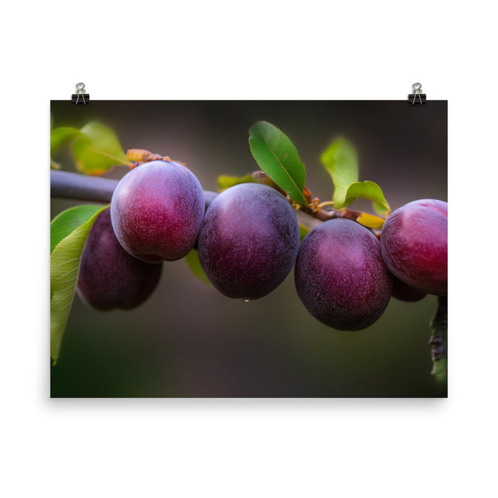 Plums on a Tree photo paper poster - Posterfy.AI