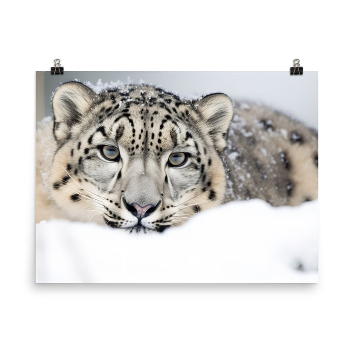 A Snow Leopard hiding in the snow photo paper poster - Posterfy.AI