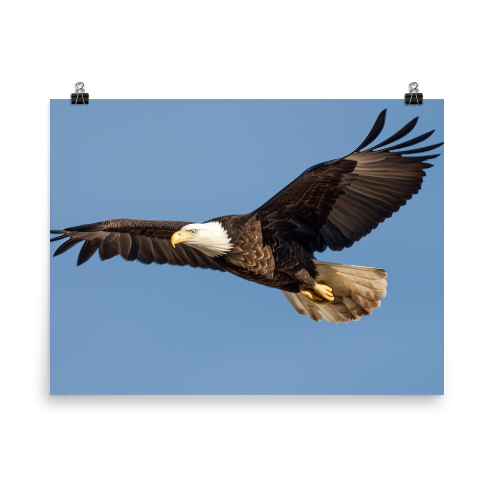 Majestic Bald Eagle Soaring in the Sky photo paper poster - Posterfy.AI