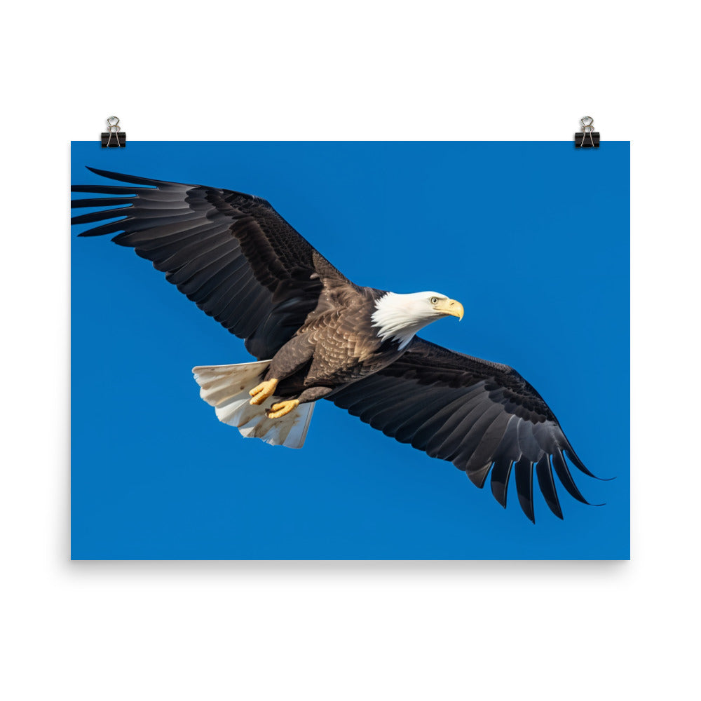 Beautiful Bald Eagle in Flight Against the Blue Sky photo paper poster - Posterfy.AI