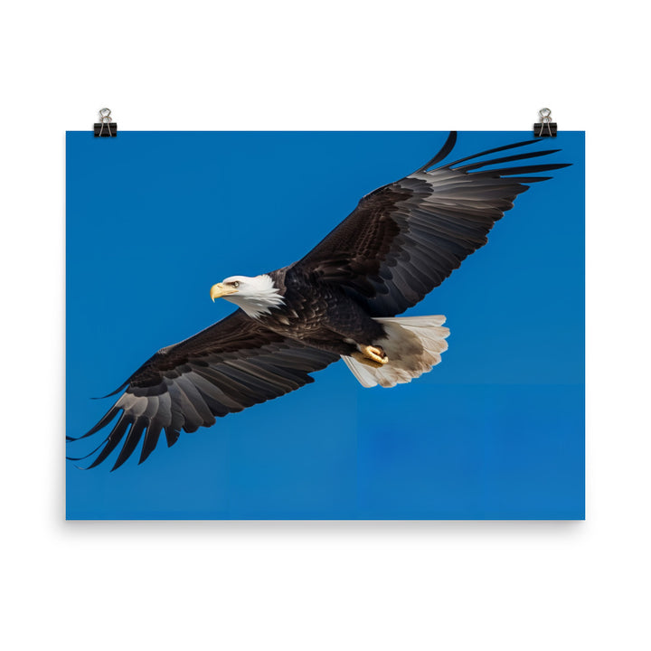 Beautiful Bald Eagle in Flight Against the Blue Sky photo paper poster - Posterfy.AI