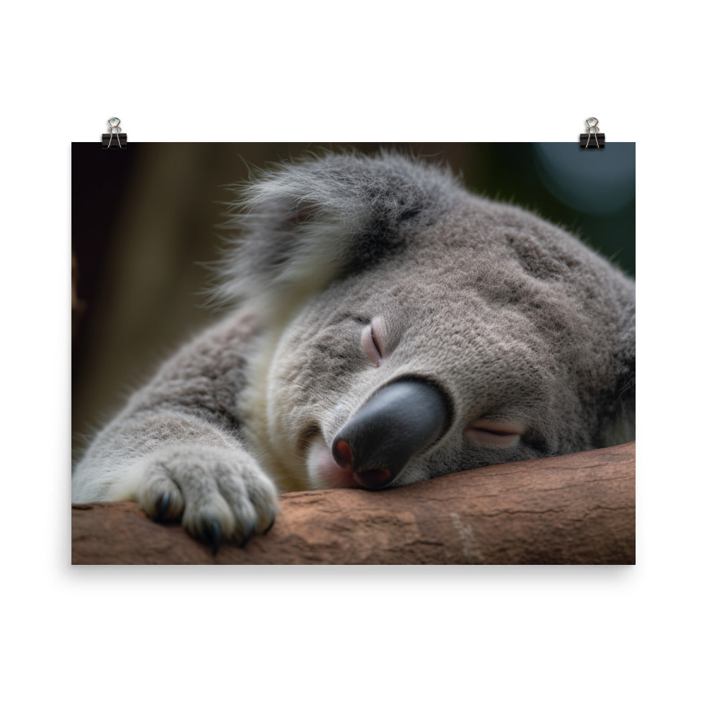 Sleepy Koala Snuggled Up in a Tree photo paper poster - Posterfy.AI