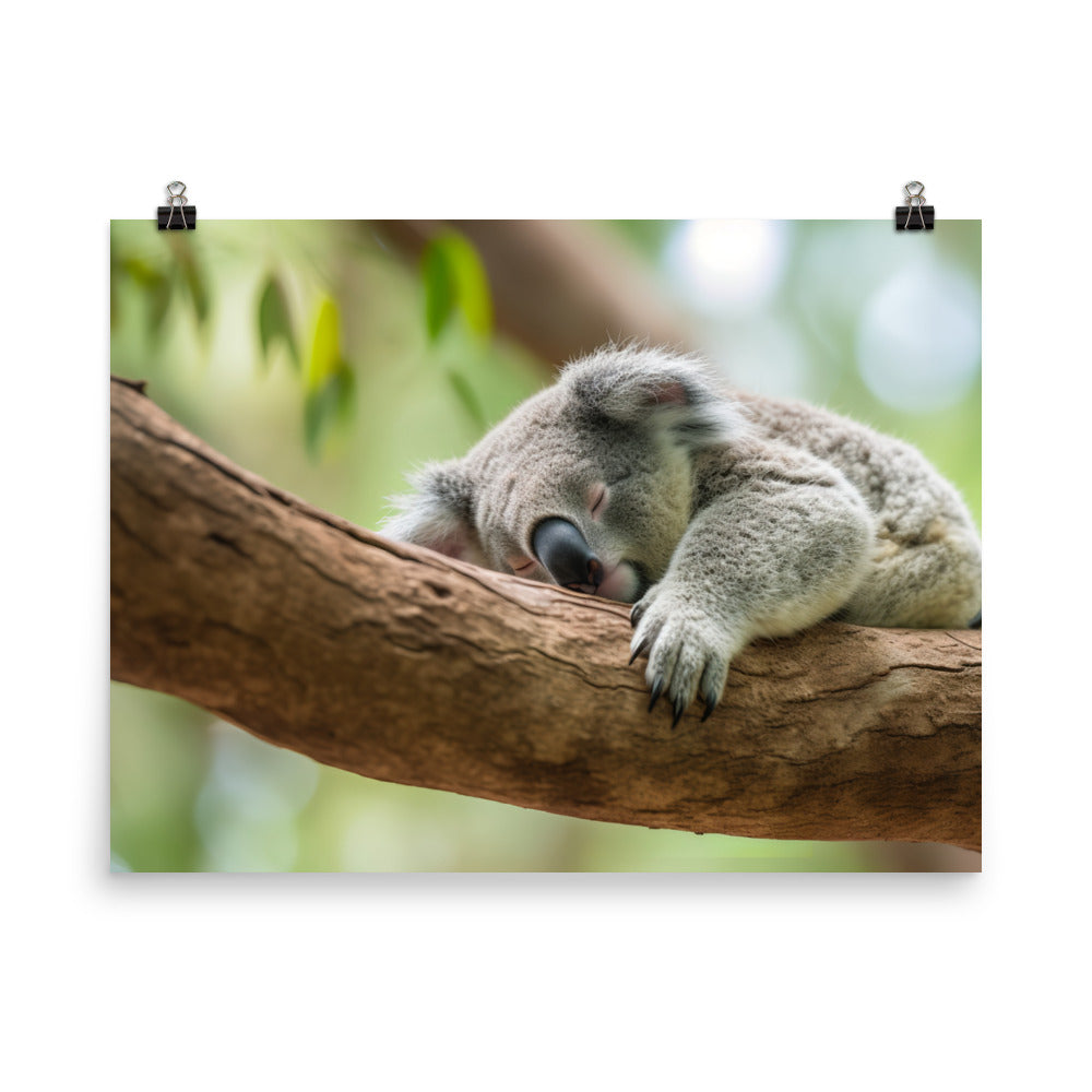 Koala Taking a Nap on a Tree Branch photo paper poster - Posterfy.AI