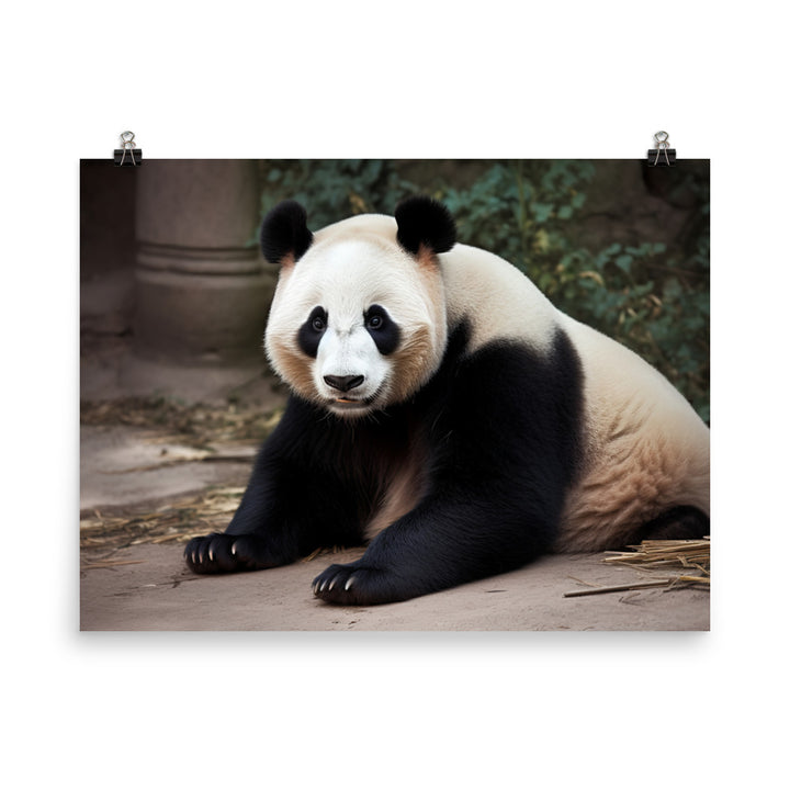 Panda Bear Posing for the Camera photo paper poster - Posterfy.AI