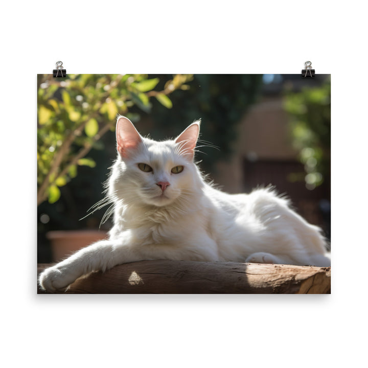 Graceful Turkish Angora relaxing in the sun photo paper poster - Posterfy.AI