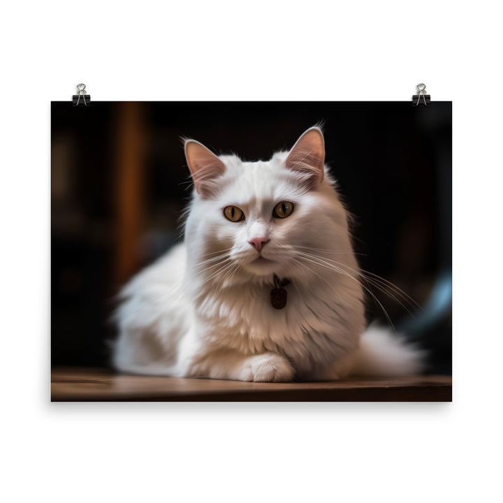 Elegant Turkish Angora posing for the camera photo paper poster - Posterfy.AI