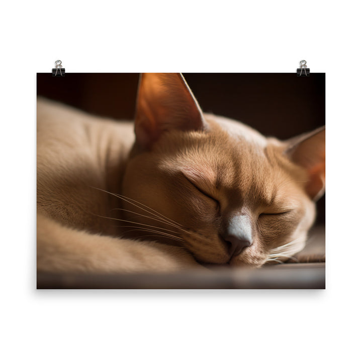 Sleeping Burmese Beauty photo paper poster - Posterfy.AI