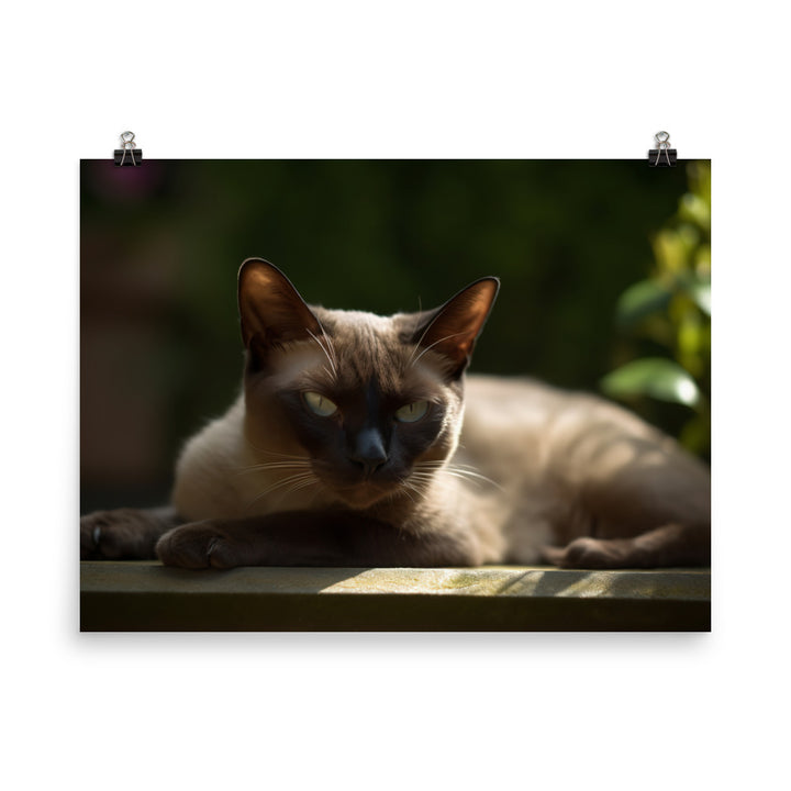 Burmese Relaxing in the Garden photo paper poster - Posterfy.AI