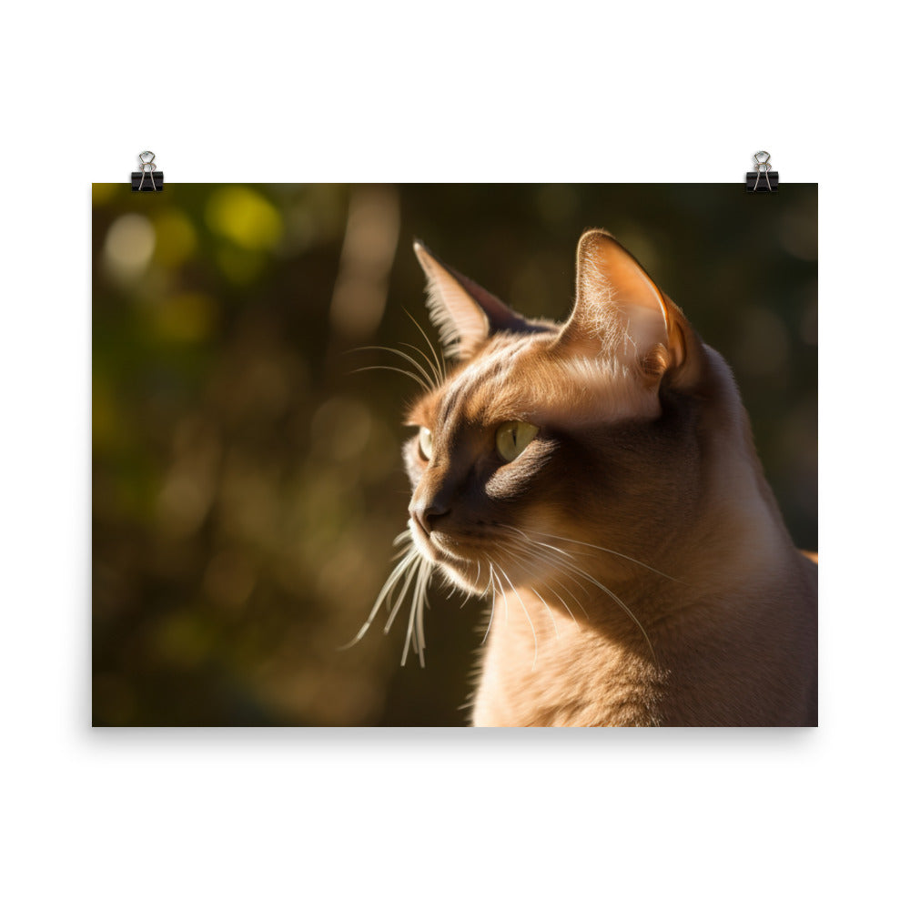 Beautiful Burmese in the Sun photo paper poster - Posterfy.AI