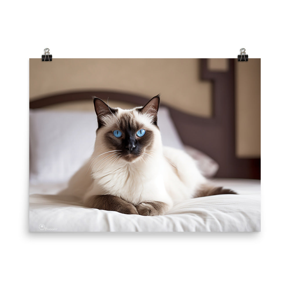Majestic Balinese Cat Sitting on the Bed photo paper poster - Posterfy.AI