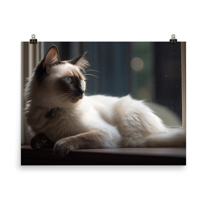 Graceful Balinese Cat Posing on the Window Sill photo paper poster - Posterfy.AI