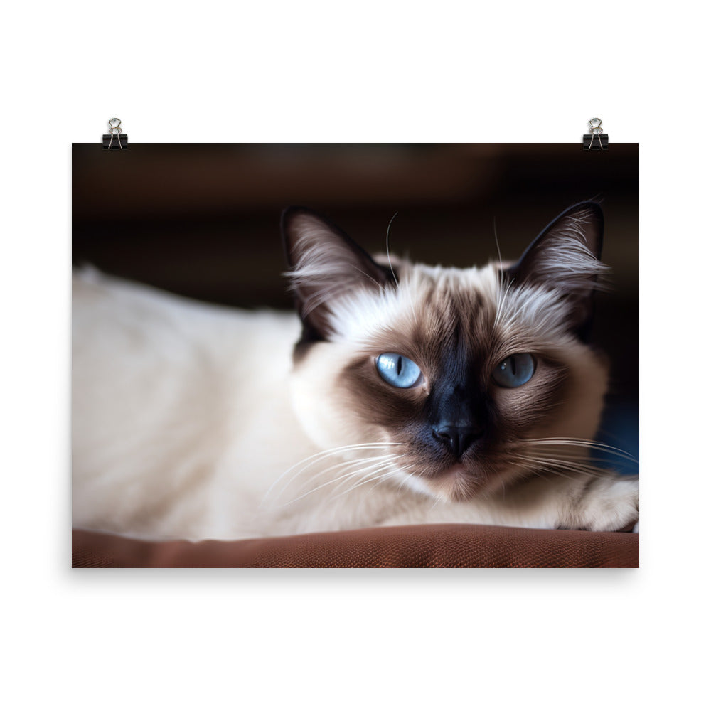 Gorgeous Balinese Cat Relaxing on the Couch photo paper poster - Posterfy.AI