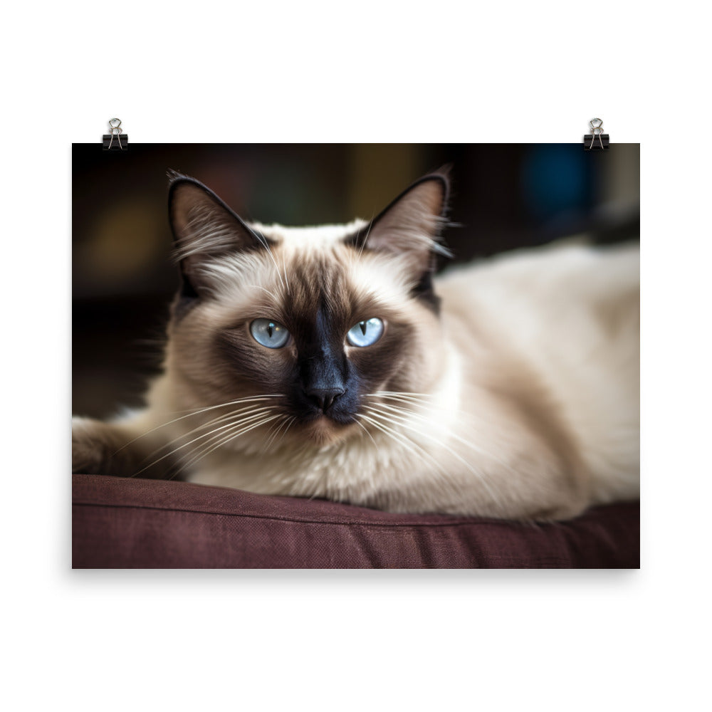 Gorgeous Balinese Cat Relaxing on the Couch photo paper poster - Posterfy.AI